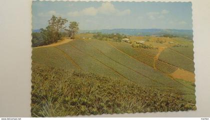 D166709     Australia, QLD, Nambour - Pineapple Cultivation