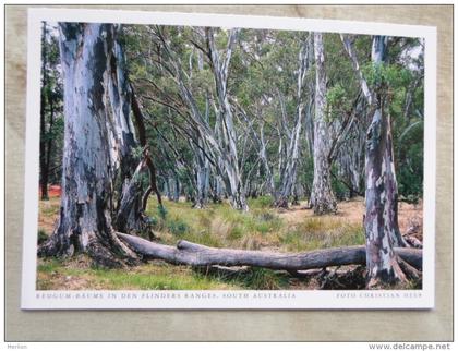 Australia   - Redgum Bäume  -Flinders Ranges    -S.A. - German  Postcard    D120993