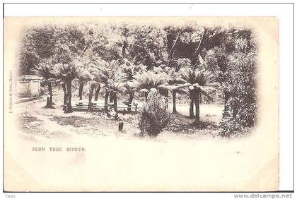 Fern tree bower. Tas.