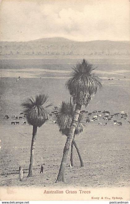 Australia - Australian Outback - Australian Grass Trees - Publ. Kerry & Co.