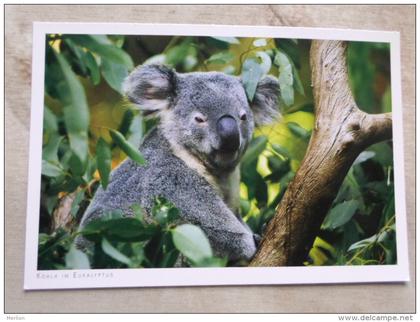 Australia -KOALA  Koalabär - Koala im Eukalyptusbaum -   German Postcard  Photo Clemens Emmler     D120898