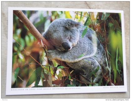 Australia -KOALA  Koalabär - Lone Pine  Koala Reservat -QLD   German Postcard  Photo Holger Leue   D120895