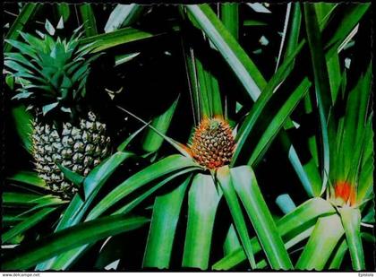 ►  CPSM   Australia - QLD - Nambour Big Pinneaple  Ananas