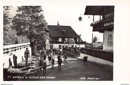 Österreich - St. Anton am Arlberg (T) Auszug der Ziegen