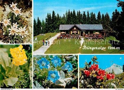 72900450 Mariazell Steiermark Buergeralpe Alpenflora Mariazell