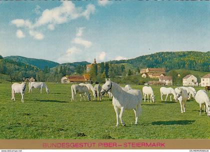 Piber - Bundesgestut , Lippizaner