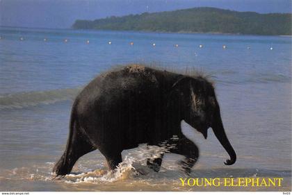 Thaïlande éléphant éléphants