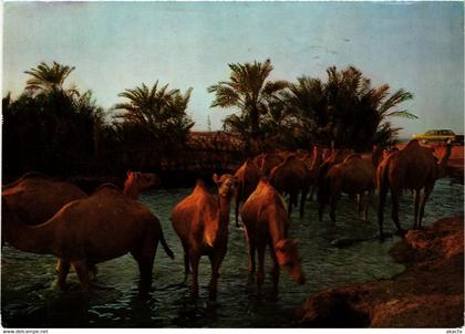 PC CPA BAHRAIN, BAHRAIN, DRINKING TIME FOR CAMELS, Modern Postcard (B3767)