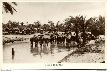 bahrain, Herd of Camels (1930s) RPPC Postcard