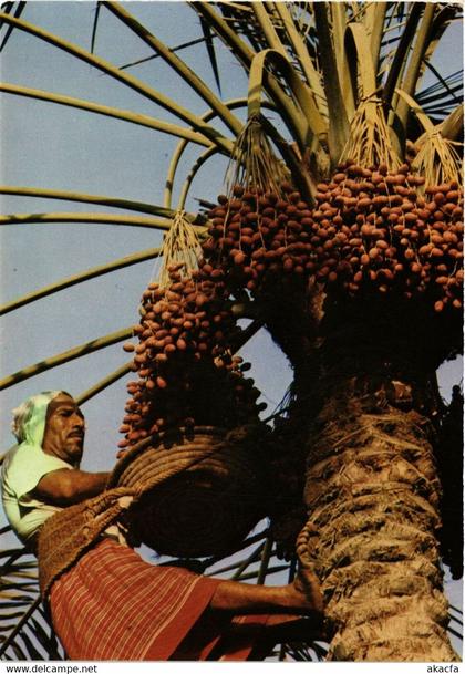 PC CPA BAHRAIN, BAHREIN, HARVESTING THE DATE PALM, Modern Postcard (B3772)