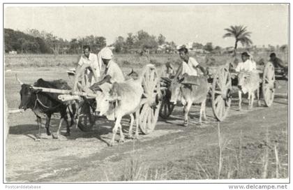 Bangladesh - Hackey Carriage Going Back Home