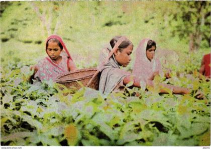 CPM Tribals pulling leaves in a Sylhet tea garden BANGLADESH (1183181)