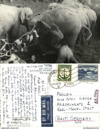 east pakistan, BANGLADESH, Elephant Khedda, Stockade Trap (1963) RPPC Postcard 1
