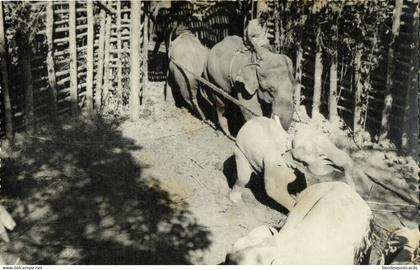 east pakistan, BANGLADESH, Elephant Khedda, Stockade Trap (1963) RPPC Postcard 2