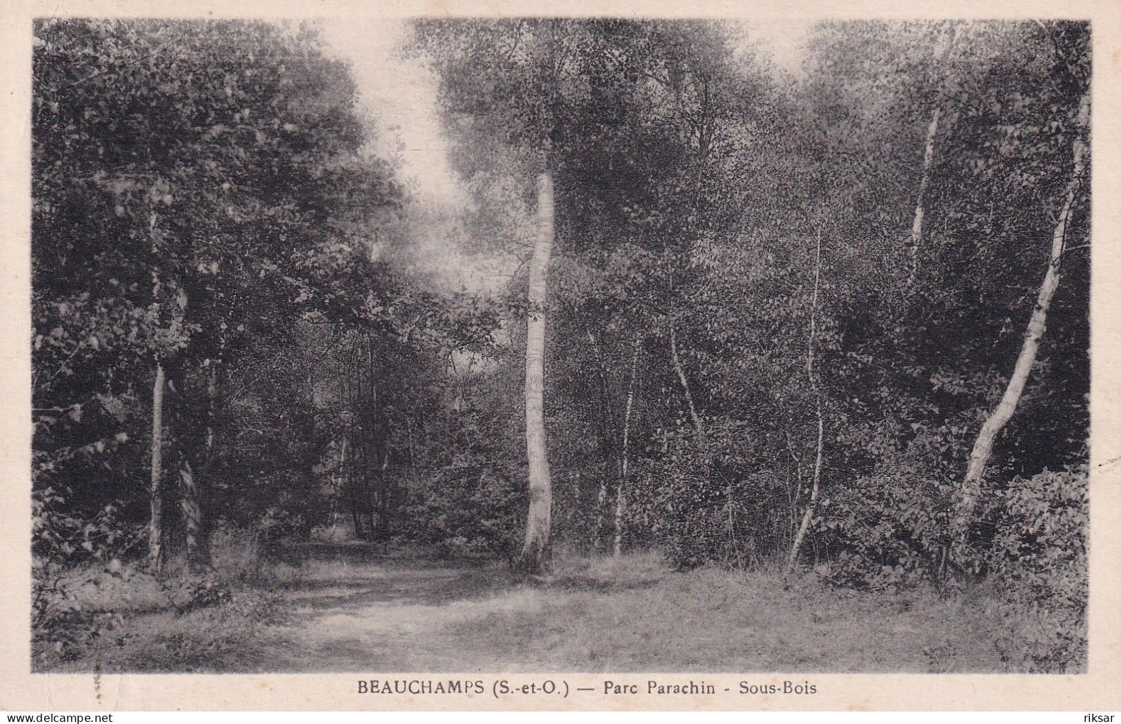 BEAUCHAMP(ARBRE)