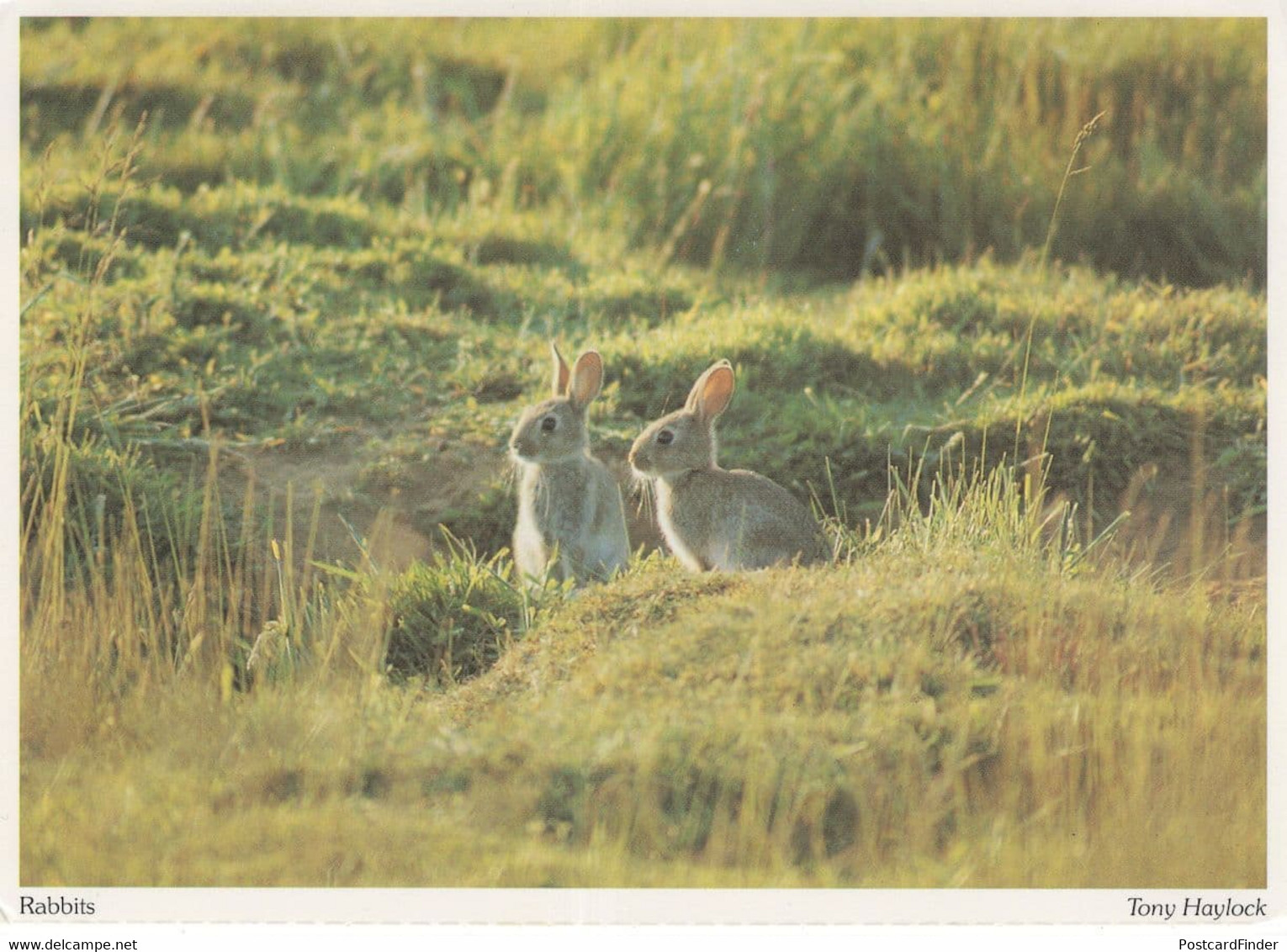 Bedfordshire Cute Watership Down Type Rabbits Postcard