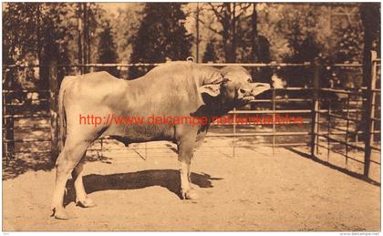 Egyptische buffel dierentuin