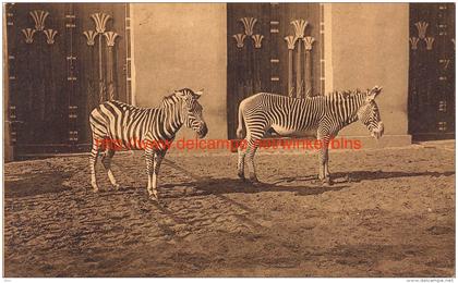 Zebra's in de dierentuin