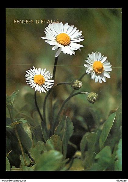 Belgique - Etalle sur Semois - Pensées d'Etalle - Fleurs - Pâquerette vivace - Carte Neuve - CPM - Voir Scans Recto-Vers