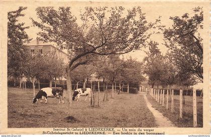 BELGIQUE - St Gabriel te Liedekerke - Een hoekje in den boomgaard - Ed Belge Bx - Vache - Carte Postale Ancienne