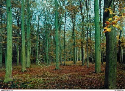 Belgium Tessenderlo forest scenery