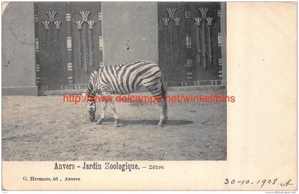 1908 Zebra in dierentuin Antwerpen