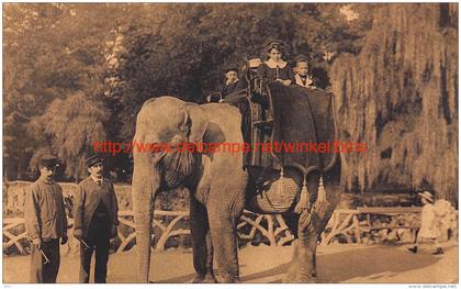 1925 Dierentuin Antwerpen Olifant