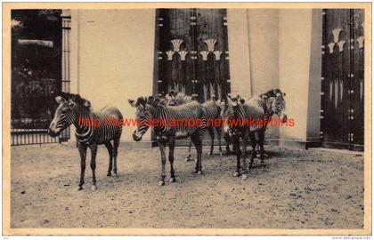 1947 Zebra's in de dierentuin