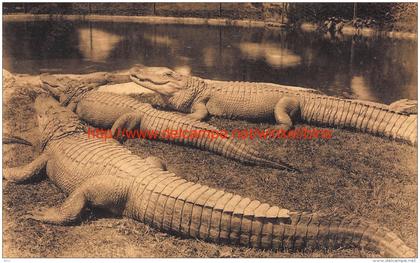 Dierentuin: alligators