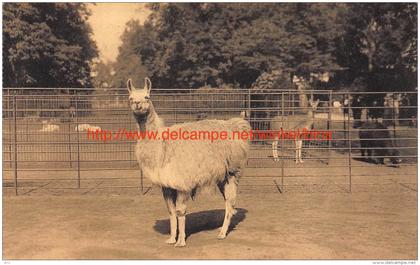 Lama in dierentuin Antwerpen