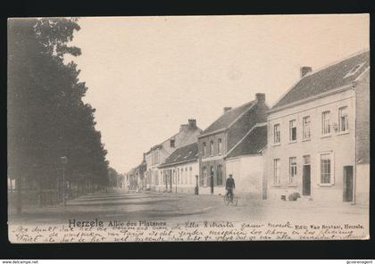 HERZELE  ALLEE DES PLATANES