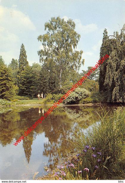 Arboretum - betula verucosa Dalecarlica - Kalmthout