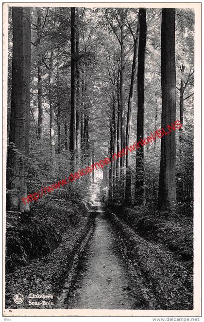 Sous-bois - Linkebeek