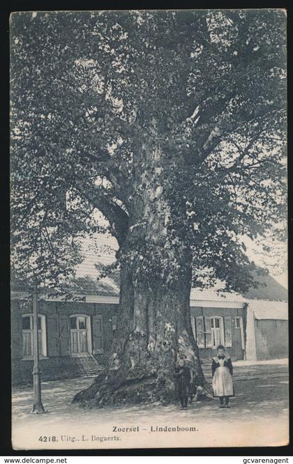 ZOERSEL  LINDENBOOM