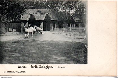 ANVERS  JARDIN ZOOLOGIQUE  LAMAS