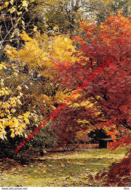 Arboretum - acer pensylvanicum - Kalmthout