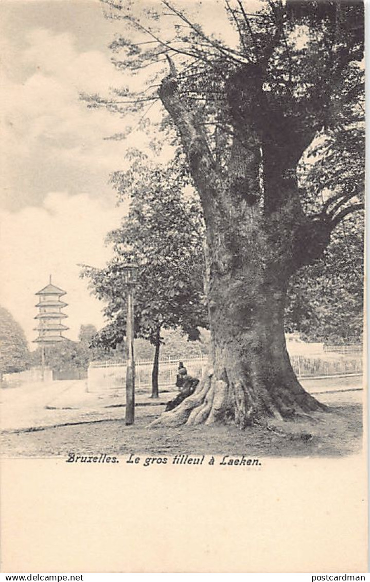 Belgique - LAEKEN Laken - Le gros tilleul