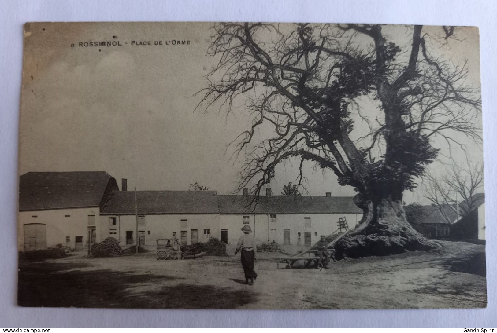 Belgique - Tintigny - Rossignol - Place de l'Orme - Arbre Magnifique - Attelage