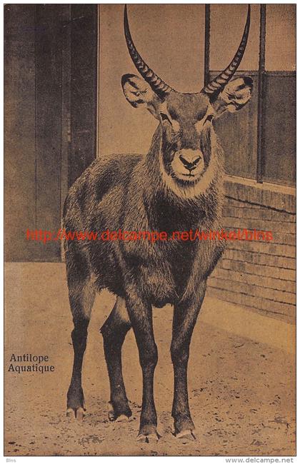 Antilope Zoo Antwerpen