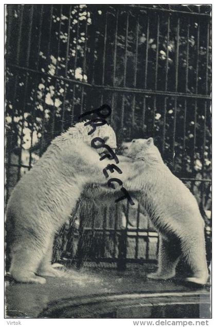 Antwerpen :  ZOO :  ijsberen  --  Ours blancs , ours polaires