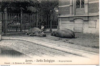 ANVERS  JARDIN ZOOLOGIQUE  HIPPOPOTAMES