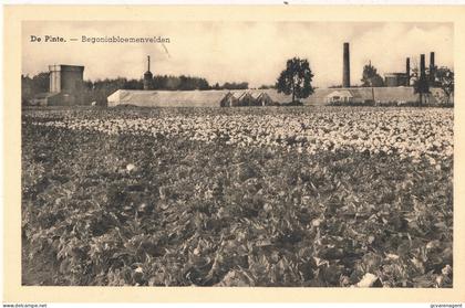 DE PINTE  BEGONIABLOEMENVELDEN       2 SCANS