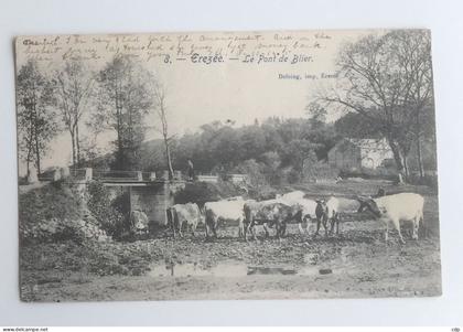 cpa erezee  1903   vaches