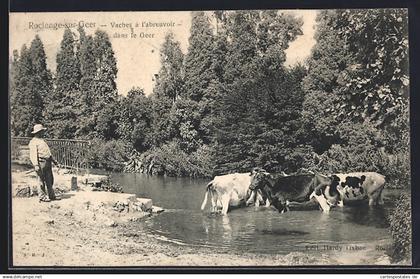 AK Roclenge-sur-Geer, Vaches à l`abreuvoir dans le Geer