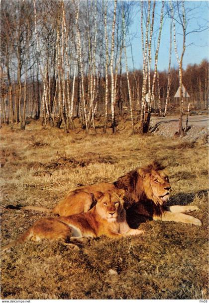 Manhay Dochamps Safari Parc zoo lions