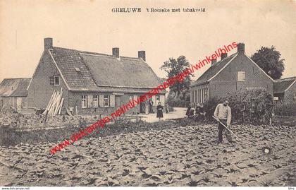 Gheluwe - 't Roozeke met tabakveld - Wervik