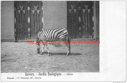 Zebra in dierentuin Antwerpen