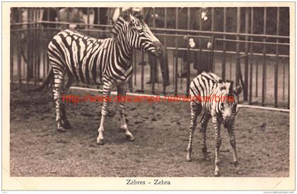 Zebra's in de dierentuin