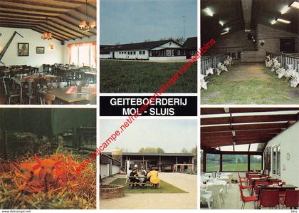 Geiteboerderij - Mol