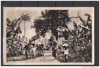 Benin - Plantation des Bananiers